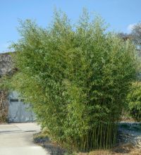 Phyllostachys Bissetii