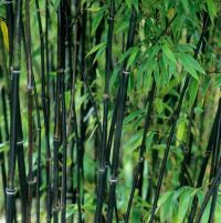 Phyllostachys Nigra 250-300cm - pot 15L (5-8 halmen)