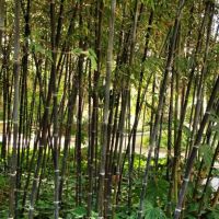 Phyllostachys Nigra 250-300cm - pot 30L (8-10 halmen)