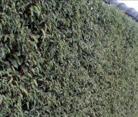 Prunus laurocerasus 'Angustifolia'