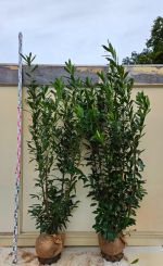 Laurier Caucasica 180-200cm met kluit