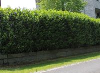 Laurier Caucasica 175-200cm met kluit