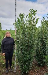 Laurier Genolia 225-250cm