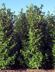 Laurier Genolia 300-325cm met kluit