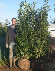 Laurier Elly 180-200cm met kluit