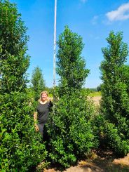 Prunus lusitanica Angustifolia als hoge haagplant