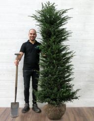 Taxus 180-200cm Solitair