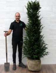 Taxus 160-180cm Extra