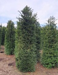 Taxus 200-225cm Solitair