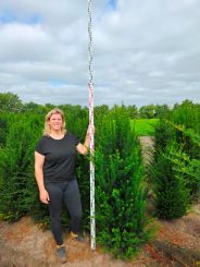 Taxus baccata 160-180cm 