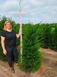 Taxus 160-180cm 