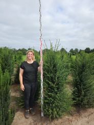 Taxus baccata 175-200cm