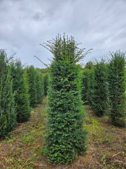 Taxus 200-225cm 