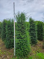 Taxus baccata 225-250cm 
