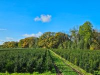 Taxus 100-120cm met kluit