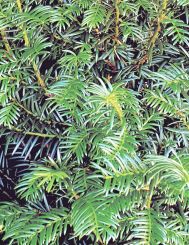 detail blad kenmerk Taxus