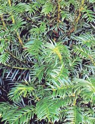 Taxus 600-700cm met kluit