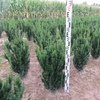 Taxus media 'Hillii' 60-80cm kluit