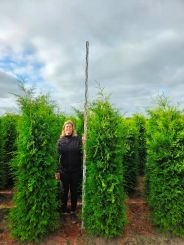 Levensboom Thuja Brabant hoogte 2,25 meter