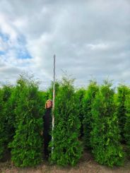 Conifeer lichtgroen Thuja Brabant hoogte 2,5 meter