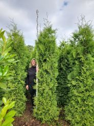 Thuja Brabant 275-300cm