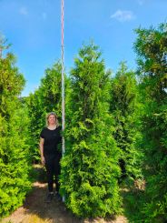 Thuja Brabant hoge conifeer 3 a 3,5 meter 