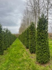 Thuja Brabant 350-400cm