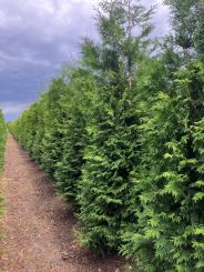Thuja Brabant 400-450cm