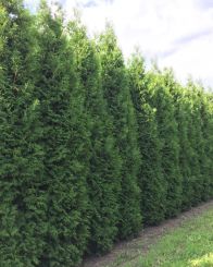 Thuja Brabant 550-600cm met kluit