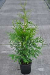 Levensboom conifeer lichtgroen Thuja Brabant