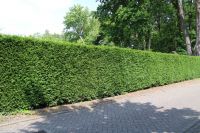 Thuja occidentalis 'Brabant'