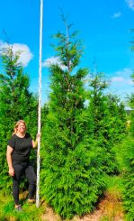 Donkergroene Thuja 300-350cm Solitair 4xV