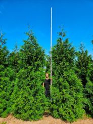 Donkergroene Thuja 450-500cm - kluit