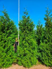 Thuja plicata Martin 350-400cm met een breedte van 125 a 150cm
