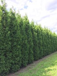 Thuja Brabant 350-400cm met kluit