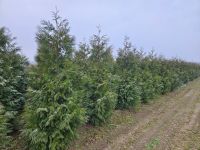 Donkergroene Thuja 250-300cm Solitair 3xV