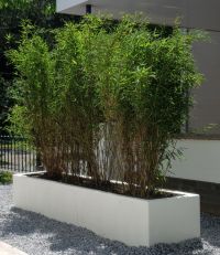 Fargesia Volcano 175-200cm met kluit