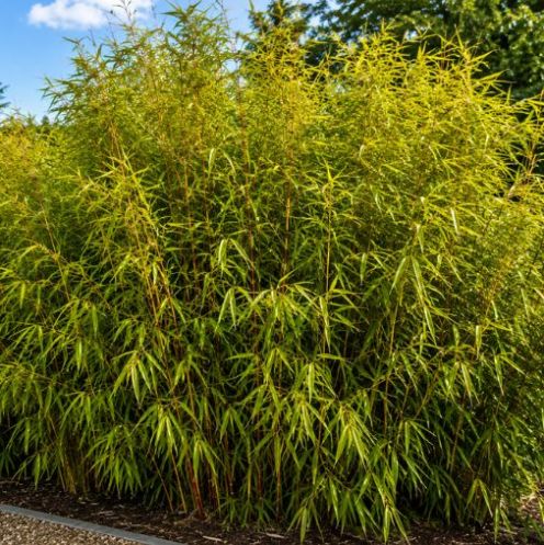 Fargesia rufa 100-125cm - pot 20L main product photo