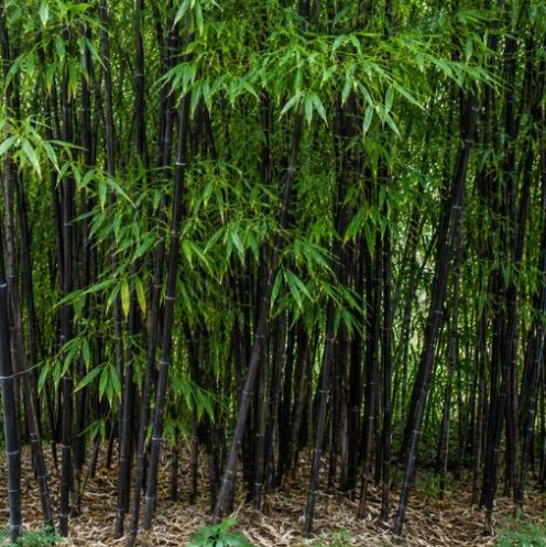 Phyllostachys Nigra 200-250cm - pot 15L main product photo