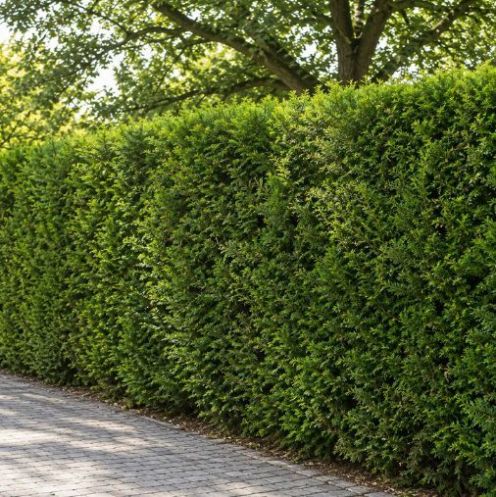 Thuja Atrovirens 60-80cm - pot 3L main product photo