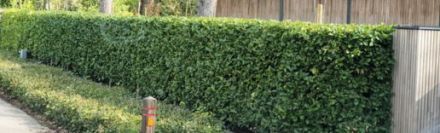 Laurier Genolia 200-225cm - kluit