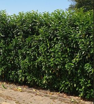 Laurier Genolia 200-225cm met kluit