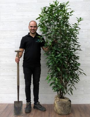 Laurier Genolia 150-175cm met kluit