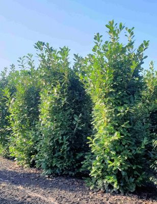Laurier Genolia 275-300cm met kluit