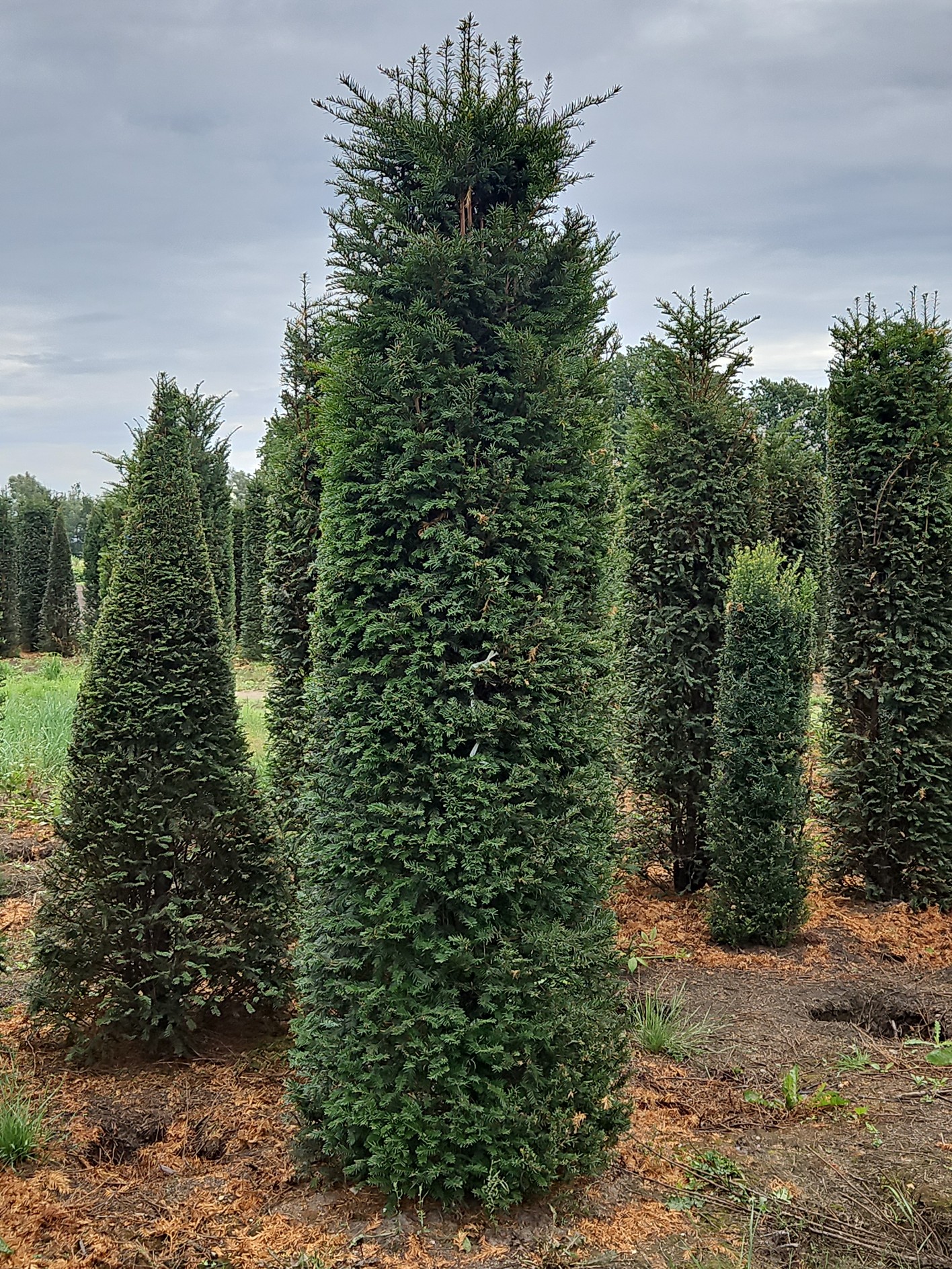 Taxus