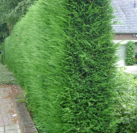 Taxus kopen