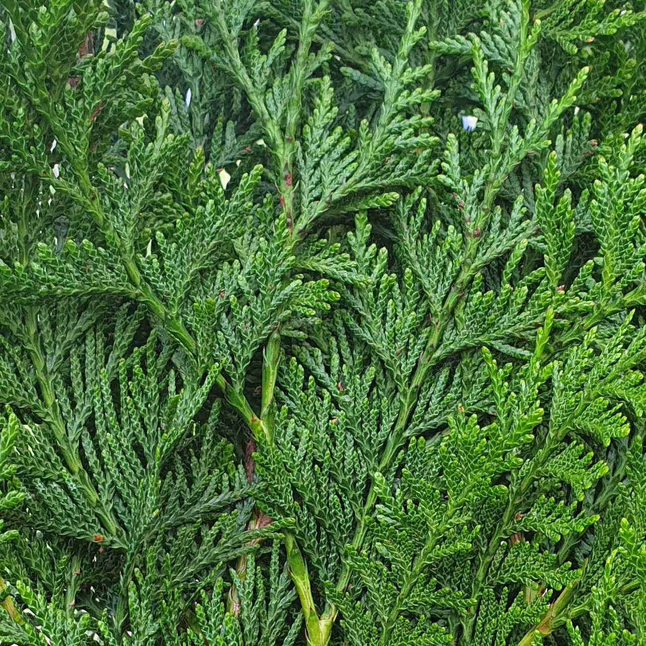 Thuja plicata ‘Martin’ Thuja plicata ‘Martin’