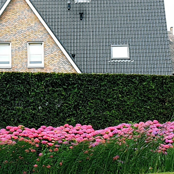 Een haag planten Een haag planten