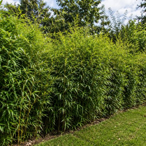 Thuja occidentalis ‘Brabant’