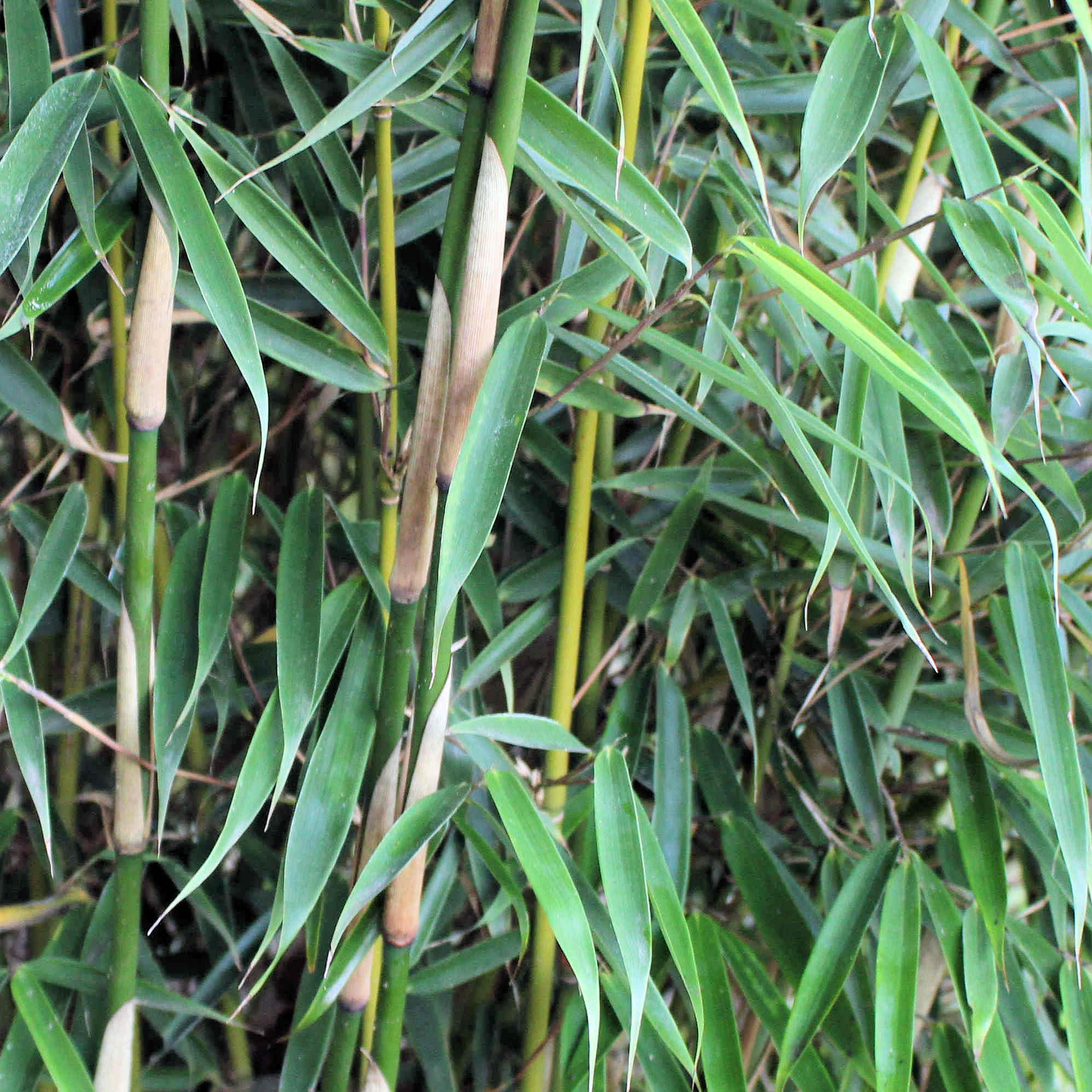groenblijvende bamboe plant die niet woekert
